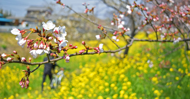 荒川サイクリングロードを北上!吉見町へ桜&菜の花お花見ライド