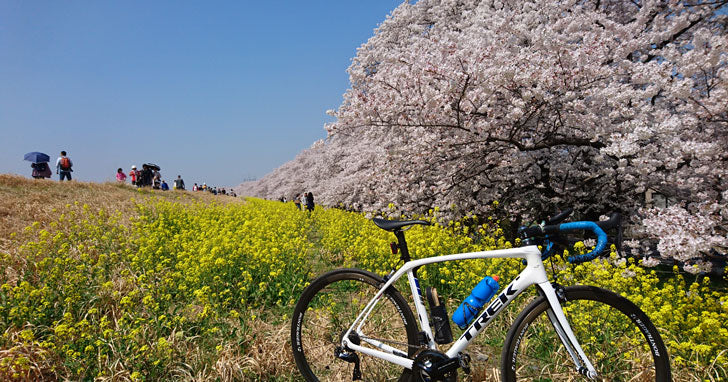 桜満開！熊谷へお花見サイクリング – バイクプラス