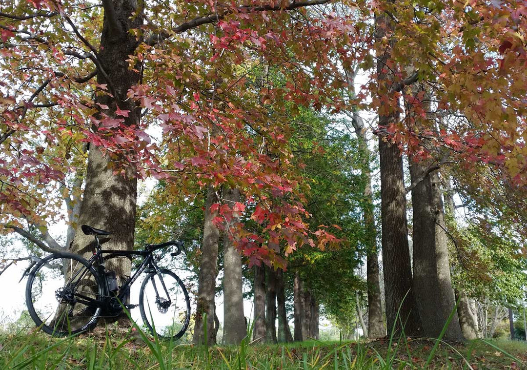 江戸川サイクリングロードを下り、紅葉を探して水元公園へ♪素敵なカフェも発見!!
