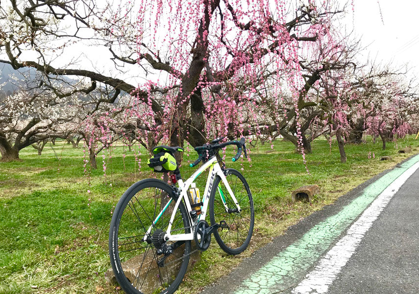 越生町の梅とロードバイク