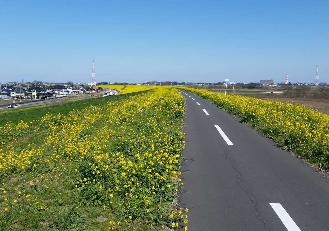 桃色と黄色のコントラスト!菜の花と河津桜を求めて江戸川ライド