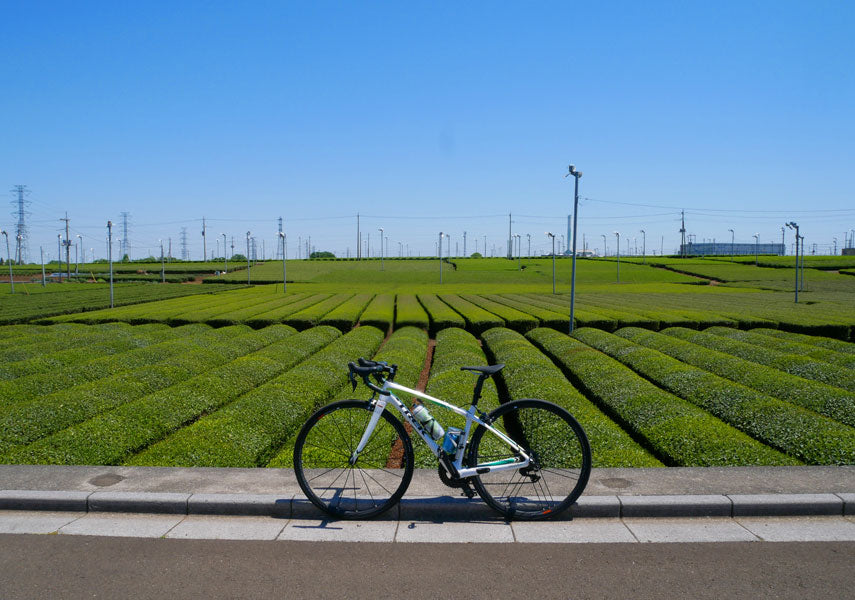 金子台に広がる茶畑とロードバイク