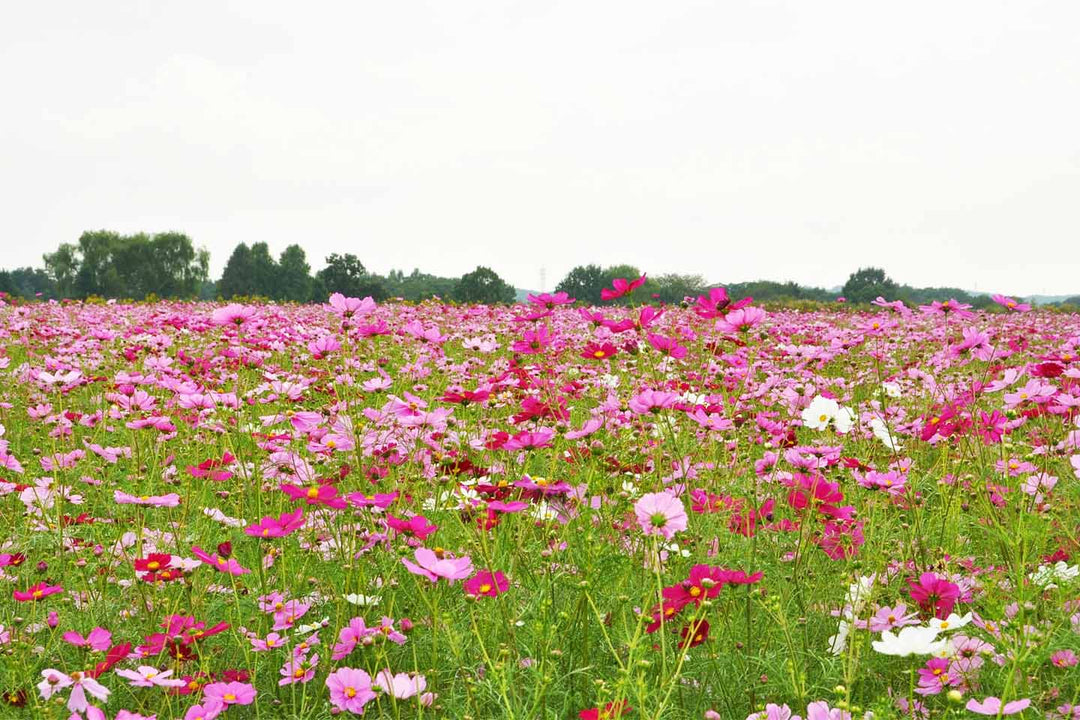 荒川サイクリングロード沿いのコスモスの写真