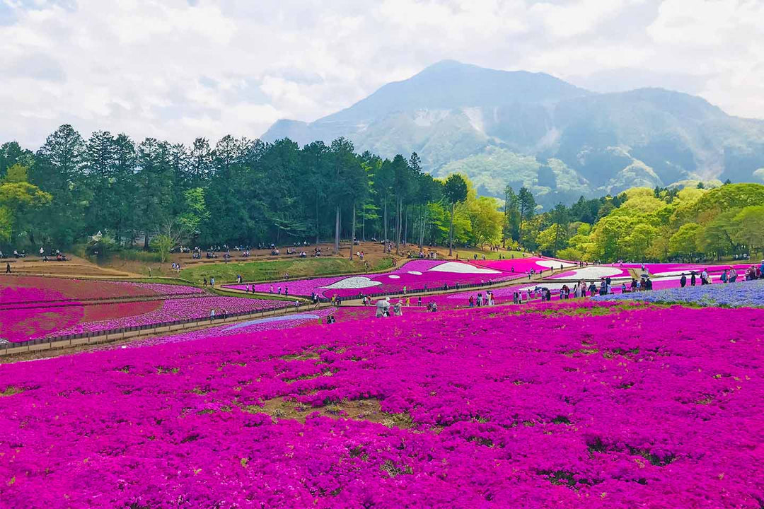 秩父羊山公園の芝桜パッチワークと雄大な武甲山の写真