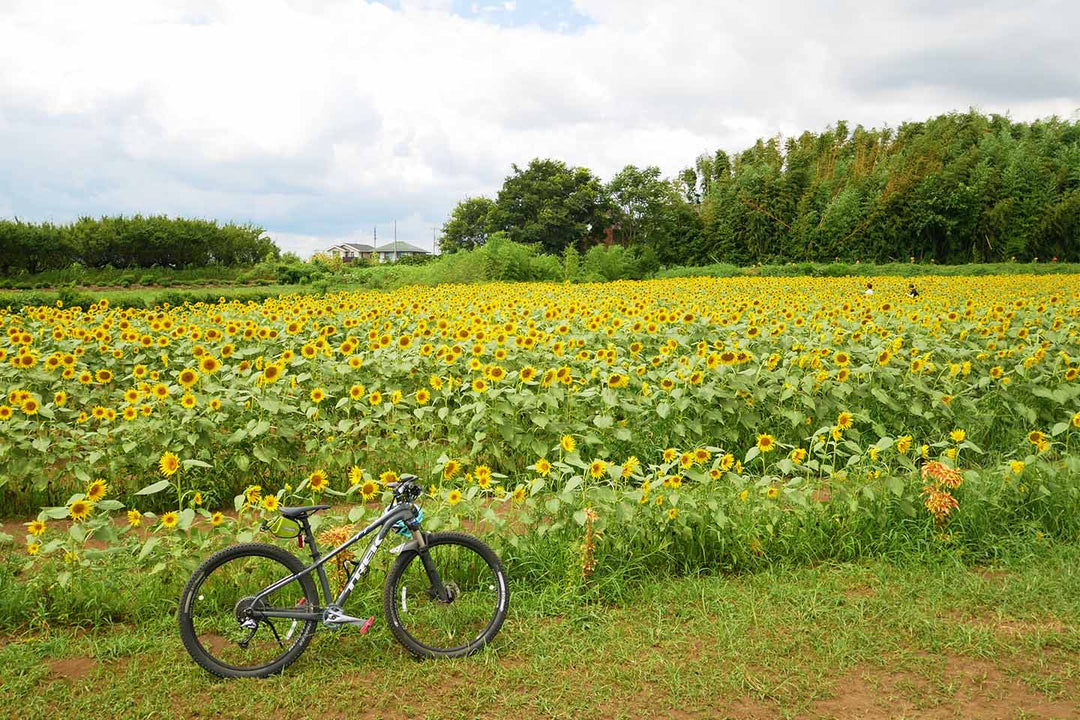 所沢のひまわり畑とマウテンバイクを一緒に撮影