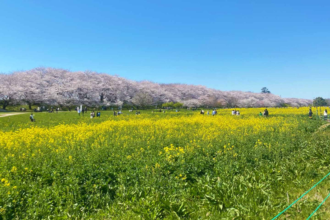 権現堂公園の春の写真。澄み渡る空、満開の桜と菜の花。