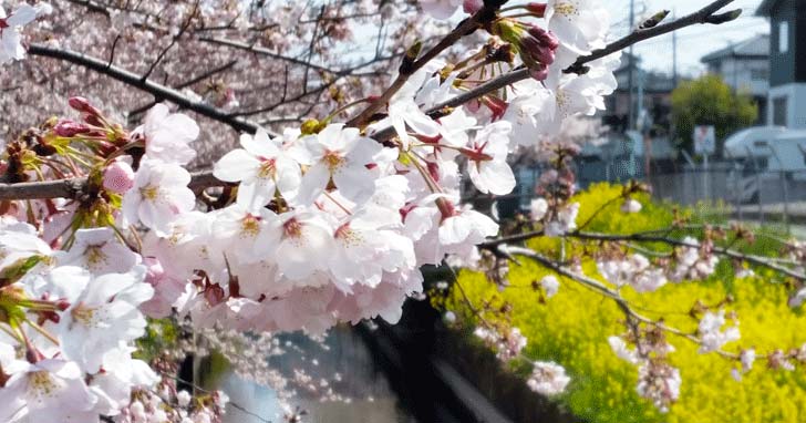 岩槻城址公園の桜