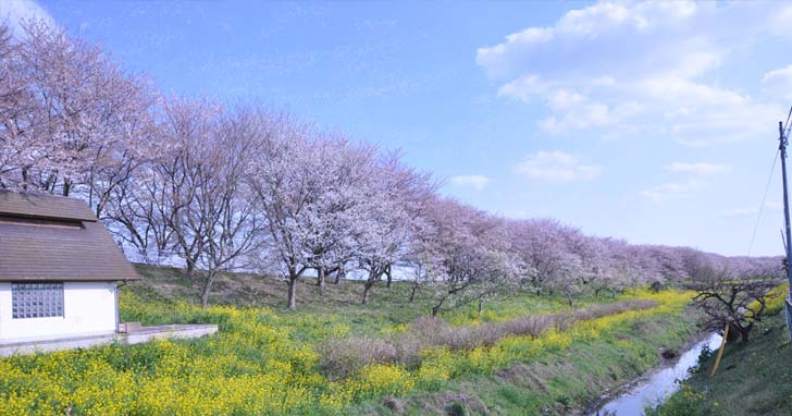 荒川サイクリングロードにあるさくら堤公園（吉見町）