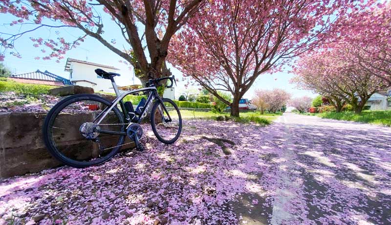 八重桜並木と地面一杯のピンクの花びらと自転車の写真