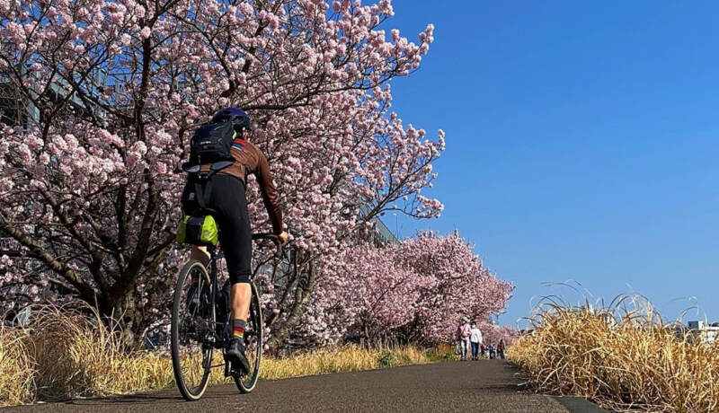 狩川春めき桜