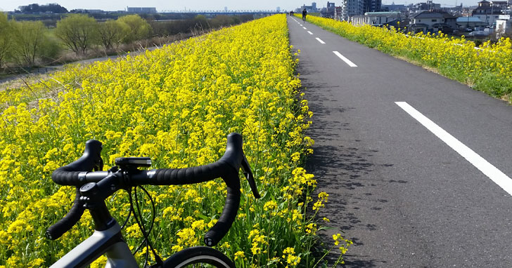 江戸川サイクリングロードの菜の花が見頃！！