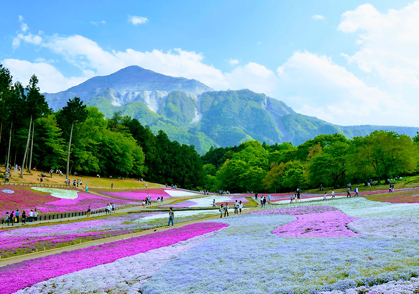 淡いピンクのパッチワーク 秩父羊山公園 芝桜の丘から望む武甲山