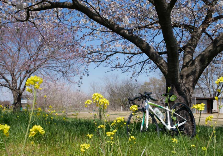 入間川サイクリングロードでお花見ライド