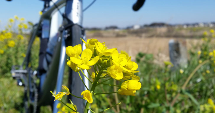江戸川サイクリングロードは春の菜の花が最高♪