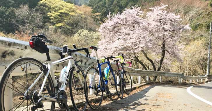 裏ヤビツ桜