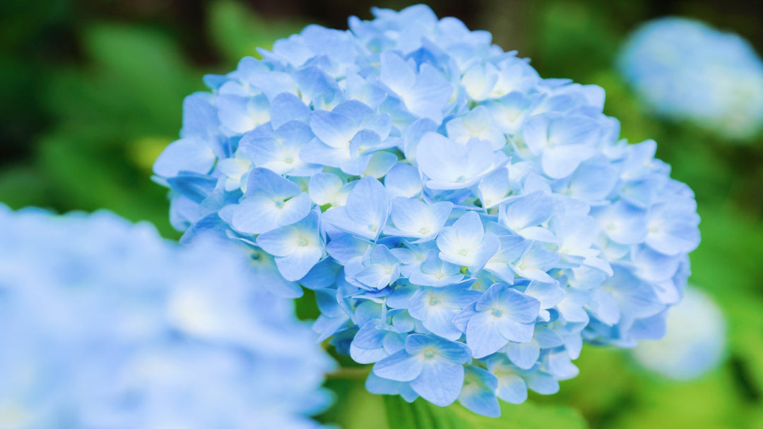 【お花見ライド】あじさい寺『本土寺』で綺麗な紫陽花を求めて.....