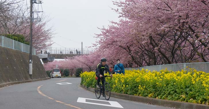 三浦半島の河津桜