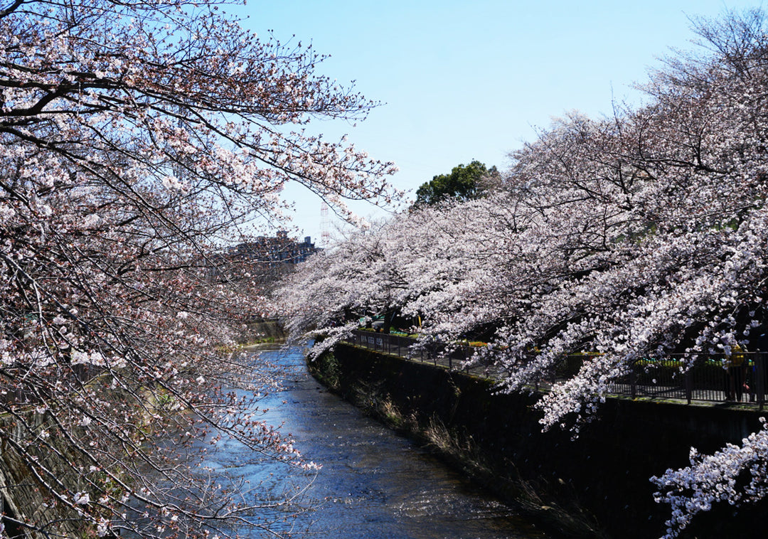 恩田川の桜