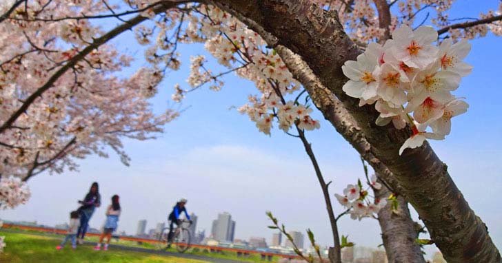 荒川周辺桜スポットまとめ