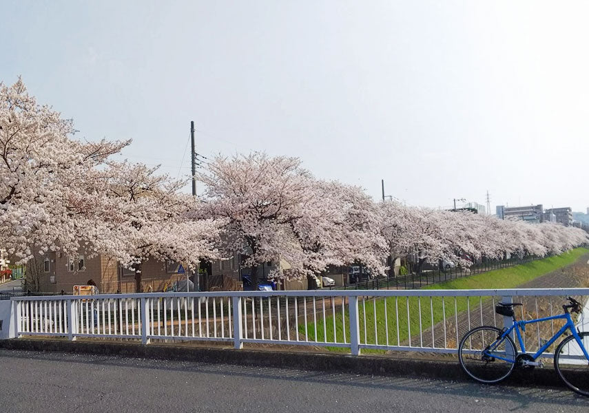 多摩周辺のお花見サイクリングスポット