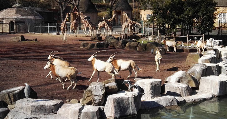 春の自転車日和にクロスバイクで多摩動物公園サイクリング♪