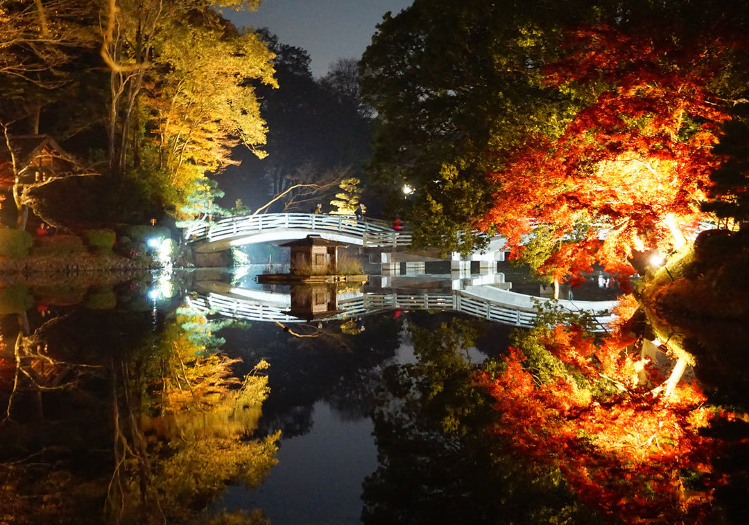 薬師池公園　ライトアップ　紅葉