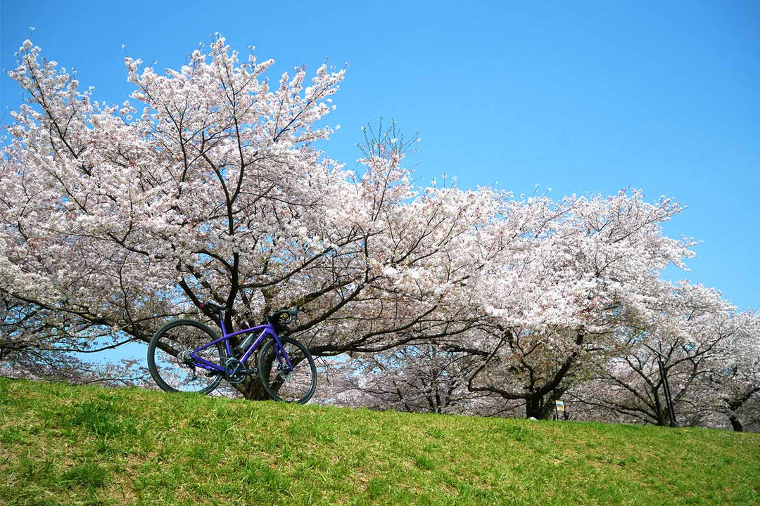 入間川の桜並木とロードバイクの写真