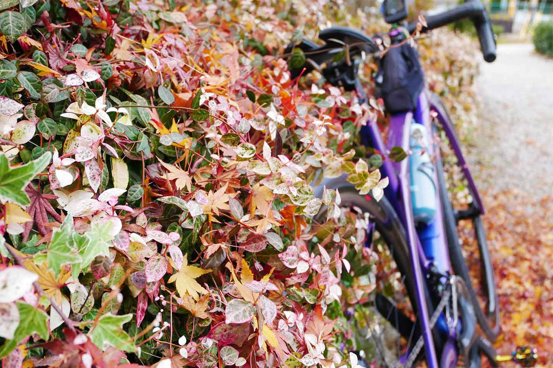 秋のロードバイクポタリングのイメージ