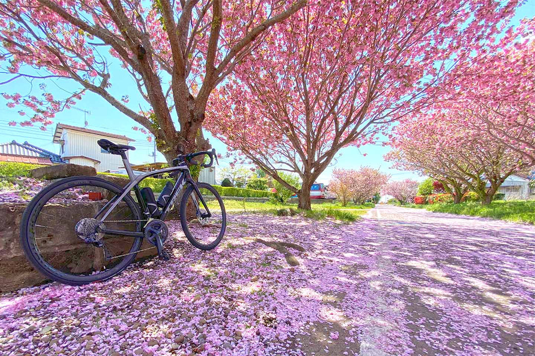 茨城県のりんりんロードの桜並木とロードバイク