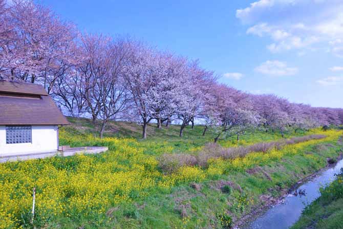 吉見町のさくら堤公園の桜の写真。1.8kmも続く桜のトンネルの下をサイクリングできます。